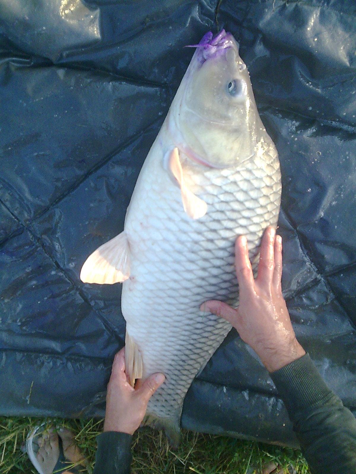 mv2 - Imagine0594.jpg